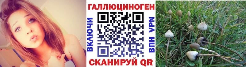 купить наркоту  Кунгур  Псилоцибиновые грибы Psilocybe 